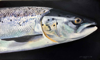PETER WOLSTENHOLME - Summer Grilse - oil on canvas on board - 43 x 63 cm - €1100