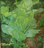 VERONICA EVANS - Cabbage - oil on board - 54 x 49 cm - €1200